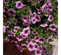 Semi di campane magiche, per luoghi soleggiati di Calibrachoa, serre da balcone d'appartamento semi di decorazione del soggiorno 600pcs