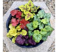 Semi di campane viola, decorazione da giardino per esterni acquistare semi Heuchera, da ombra balcone d'appartamento facili curare resistenti per il giardino 500pcs