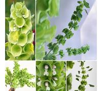 Semi di campanelle d'Irlanda, ufficio, selvatici resistenti per il giardino verdi, decorazione 80pcs