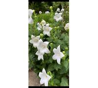 Semi di Campanula a Palloncino Bianca, 30 Semi Resistenti per Giardino, Fiori Bianchi