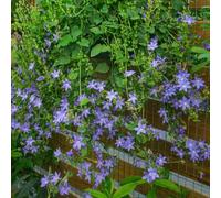 Semi di campanula-Campanula media,da balcone,da giardino giardino to,per luoghi soleggiati resistenti all'esterno 400pcs