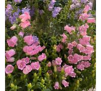 Semi di campanula, Campanula media, da balcone resistenti per luoghi soleggiati semi esotici rustiche per balconi giardino 200pcs