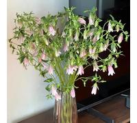 Semi di campanula-Campanula media,decorazione per davanzale giardino to,per luoghi soleggiati da giardino 150pcs