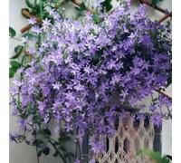 Semi di campanula-Campanula media,giardino decorativo,a crescita rapida resistenti in vaso,decorative resistenti per il giardino 350pcs