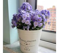 Semi di campanula-Campanula media,giardino interno resistenti per il giardino,bellissime in vaso regali per gli amanti del giardino 250pcs