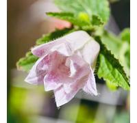 Semi di campanula-Campanula media,giardino,per luoghi soleggiati vaso per,decorazione per davanzale resistenti all'esterno 300pcs