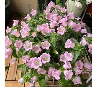 Semi di campanula-Campanula media,giardino to,per luoghi soleggiati resistenti all'esterno,semi di e in vaso resistenti in vaso,250pcs