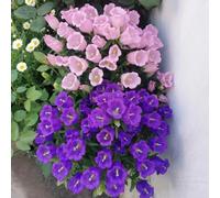 Semi di campanula-Campanula media,resistenti all'esterno,semi di e in vaso decorazione del giardino 350pcs