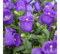 Semi di campanula-Campanula media,resistenti all'esterno,semi di e in vaso di semi di,da esterno da giardino 150pcs