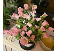 Semi di campanula-Campanula media,semi di,giardino interno resistenti in vaso,decorative da giardino、splendidamente luminosi 300pcs