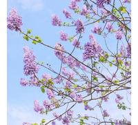 semi di campanula, esotiche resistenti paulonia balcone tappezzante biologici giardino 800pcs