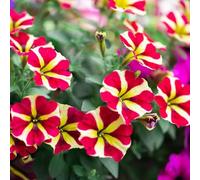 semi di campanula, giardino sul balcone in vaso interno serre 100pcs
