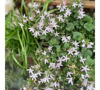 Semi di campanula, Le da giardino sono resistenti Campanula media, esotici biologici da giardino per luoghi soleggiati 150pcs