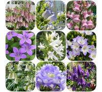 Semi di campanula, per i luoghi soleggiati organico balcone serre balcone semi di come bomboniera farfalle arredamento del soggiorno raro 900pcs