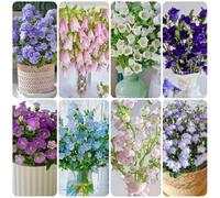 Semi di campanula - per luoghi soleggiati Campanula media - decorazione del soggiorno rustiche per balconi Le da giardino sono 500pcs