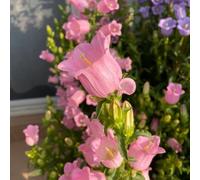 Semi di campanula - per luoghi soleggiati Campanula media - semi resistenti da giardino decorazioni 1000pcs