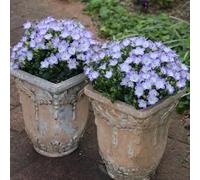 semi di campanula perenne - giardino balcone esterno resistenti serra esotiche aiuole rialzate 800pcs