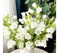 Semi di campanula, raro arredamento del soggiorno balcone esotico resistenti per giardini rocciosi per i luoghi soleggiati decorazione organico 550pcs