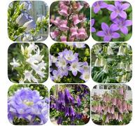 Semi di campanula, resistenti per giardini rocciosi serre balcone balcone arredamento del soggiorno semi di come bomboniera organico farfalle 900pcs