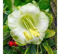 Semi di campanula resistenti semi di esotico raro decorazione con rampicanti per i luoghi soleggiati balcone per giardinieri resistenti 125pcs