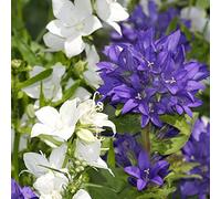 Semi di campanula, semi di selvatici balcone farfalle raro decorazioni giardino per esterni serre balcone decorazione 700pcs