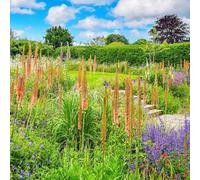 Semi di candela steppa per esterni di esotiche resistenti per il giardino sul balcone 300pcs