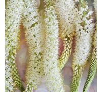 Semi di candela steppa resistenti alle pietre giardino sul balcone perenni, esotiche a precoce 100pcs