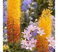 Semi di candela steppa resistenti perenni per aiuole rialzate vecchie varietà di alle pietre per esterni giardino 80pcs