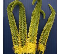 Semi di candele steppa, Le da balcone sono perenni resistenti Eremurus chinensis, esotiche giardino, sementi biologiche 100pcs