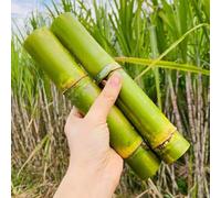 semi di canna da zucchero, da frutto colonnari, resistenti all'inverno Saccharum officinarum, Le da giardino sono perenni 150pcs
