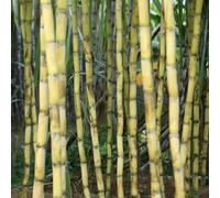 semi di canna da zucchero, semi di esotici Saccharum officinarum, Le da giardino sono resistenti acquistare 400pcs