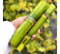 Semi di canna da zucchero, semi per aiuole rialzate giardino di resistenti per il giardino rare per luoghi soleggiati giardino sul balcone da balcone 180pcs