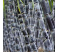 semi di canna zucchero balcone, resistenti esterno in vaso d'appartamento esotiche rara copertura del terreno antiche varietà interno 300pcs