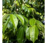 semi di cannella, acquistare semi di medicinali Cinnamomum cassia, Letto per per la cucina, varietà antiche 150pcs