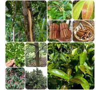 Semi di cannella Cassia, resistenti all'esterno regali per gli amanti del giardino giardino prodotti sostenibili semi di medicinali 125pcs