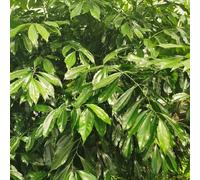 Semi di cannella - semi di Cinnamomum cassia - Semi di medicinali, letto da balcone semi di aromatiche, culinarie 200pcs