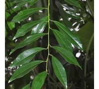 Semi di cannella, vecchie varietà semi di medicinali verdi da balcone comprare un balcone con aiuola 100pcs