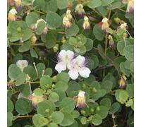 semi di cappero, balcone del giardino Capparis spinosa - perenni sono resistenti 50pcs