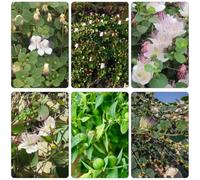 semi di cappero capparis spinosa da balcone resistenti cucina da giardino perenni resistenti medicinali selvatici cucina colonnari 200pcs