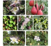 semi di Cappero - capparis spinosa giardino colonnari vaso, resistenti 300pcs