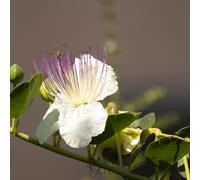 Semi di cappero - esotiche Capparis spinosa, vecchie varietà da giardino selvatiche semi da balcone resistenti copertura 150pcs