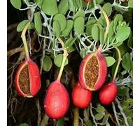 semi di cappero, giardino Capparis spinosa - resistenti per il balcone 20pcs