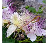 semi di cappero - giardino in vaso resistenti decorazione 10pcs