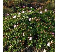 semi di cappero - giardino resistenti balconi perenni 200pcs