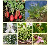 semi di cappero, orto sul balcone Capparis spinosa - esotiche resistenti vecchie varietà, giardino Le perenni sono 150pcs