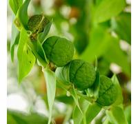 semi di cappero, rare, Capparis spinosa - selvatiche, esotiche resistenti 250pcs