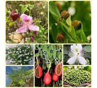 Semi di cappero - rare, semi di Capparis spinosa, resistenti per il giardino Le perenni sono esotiche 250pcs