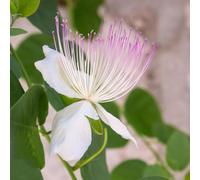 semi di cappero, selvatiche, Capparis spinosa - rare, Le perenni sono resistenti copertura 200pcs