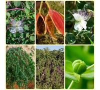 Semi di cappero - semi di medicinali Capparis spinosa, orto sul balcone resistenti per il giardino balcone del giardino 200pcs