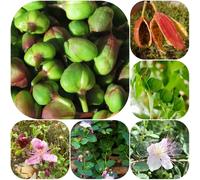 Semi di cappero - semi di rialzata, varietà antiche giardino rare organico esotico resistenti balcone sostenibili 300pcs